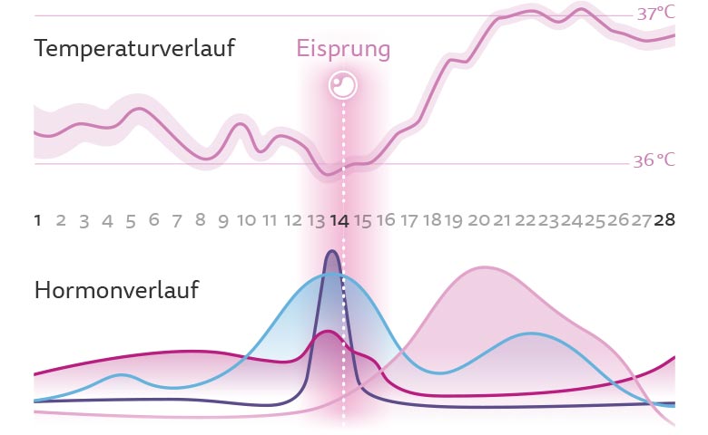 Hier bitte komplette grafische Übersicht über 1. und 2. Zyklushälfte Breite 1.000 px Hier bitte komplette grafische Übersicht über 1. und 2. Zyklushälfte Breite 1.000 px